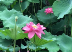 2022年青岛市科技计划奖补已发放 惠及247家企