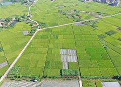 广东化州市：生产托管让“小农户”接轨“大农