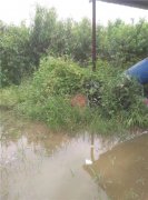 徐州紫庄镇政府不作为 农民受损数百万